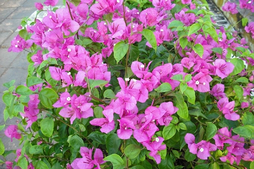Hoa giấy,cây hoa giấy,cây bông giấy,bông giấy,Bougainvillea spectabilis willd,Bougainvillea