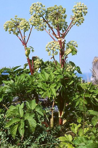 Bạch chỉ,cây bạch chỉ,Angelica dahurica,họ hoa tán,Apiaceae,cây thuốc