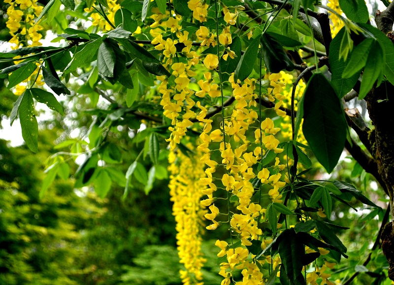 Cây chuỗi vàng,cay chuoi vang,cây kim tước,chuỗi vàng,Golden Chain,Golden Chain Flowers,Kingusari,Laburnum,họ đậu,Fabaceae