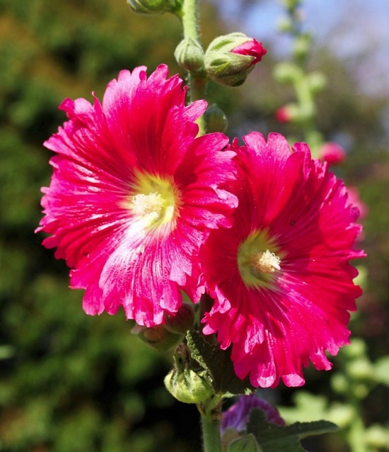 Hoa Thục Quỳ - Mãn đình hồng