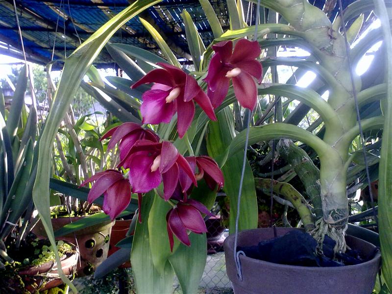 Lan thiên nga,hoa lan thiên nga,hoa lan,lan thiên nga xanh,Cycnoches