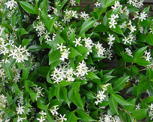 Cây mỏ sẻ,mỏ sẻ,hoa mỏ sẻ,cây hoa mỏ sẻ,lài sao,nhài sao,lạc thạch,trachelospermum jasminoides,họ la bố ma,họ dừa cạn,apocynaceae,cây leo