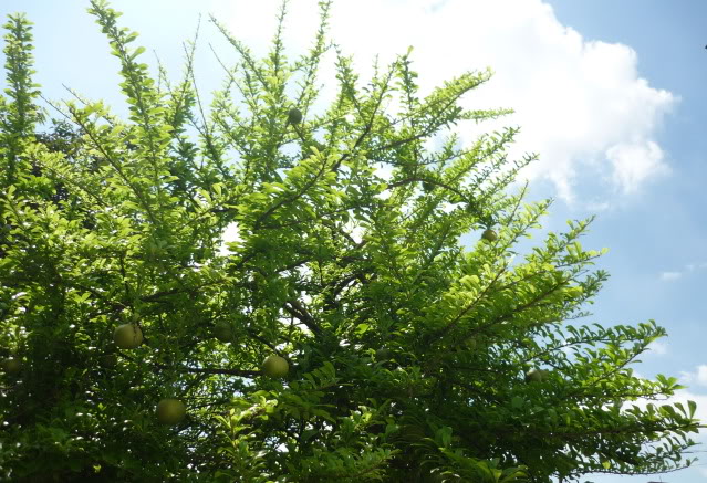 Đào tiên,cây đào tiên,cây đào,cây trường sinh,quả trường sinh,Crescentia cujete,họ chùm ớt,họ Đinh,họ Núc nác,họ Quao,Bignoniaceae