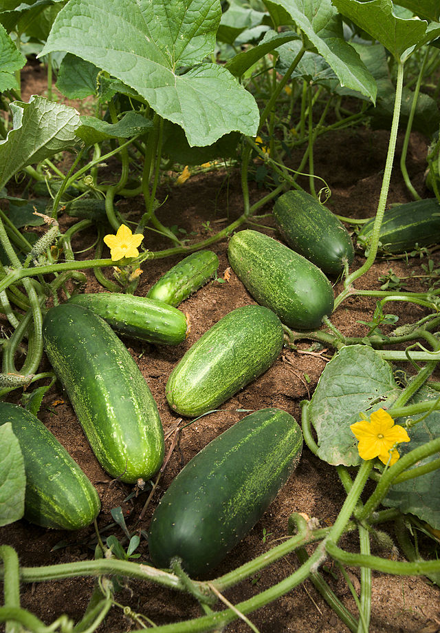 Dưa chuột,dưa leo,cây ăn quả,Cucumis sativus,họ bầu bí,Cucurbitaceae,tác dụng của dưa chuột,tác dụng làm đẹp của dưa chuột