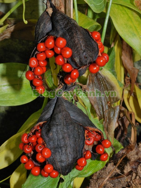 Cây Ngót Nghẻo (Cây ngọt nghẹo),Cây ngót nghẻo, công dụng cây ngót nghẻo, cây ngọt nghẹo, cây huệ lồng đèn, cây gia lan, cây Gloriosa superba, G. simplex,họ Colchicaceae,