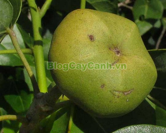 Cây Tra Lâm Vồ,cây tra lâm vồ, cây tra bồ đề, công dụng cây tra lâm vô,Thespesia populnea (L.) Soland, chi Thespesia, họ Malvaceae, họ Cẩm quỳ, bộ Malvales, Bộ Cẩm quỳ, bộ Bông,