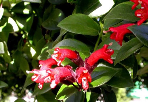 Cây Son Môi,Kim Ngư,cây Môi Son,lan Môi Son,lan Son Môi,cây Hoa Son Môi,Aeschynanthus lobbiana,Lipstick Plant,họ Tai Voi,Gesneriaceae