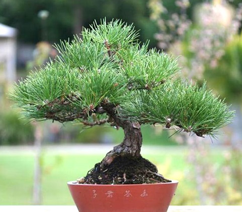 Cây Thông Bonsai