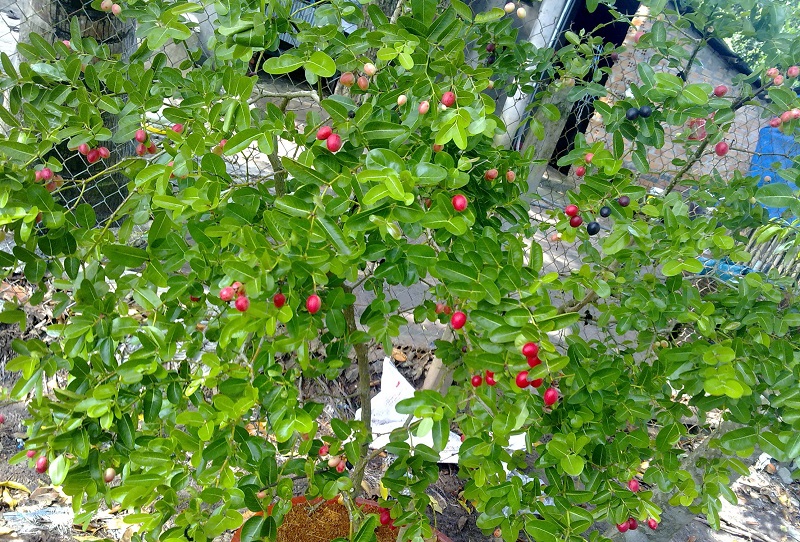 Cây siro,cây si ro,cây si rô,cây xi ro,siro,si ro,si-ro,carissa carandas,họ Dừa cạn,Apocynaceae,cây bụi