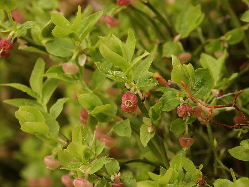 Việt quất đen,việt quất quả đen,việt quất,ỏng ảnh,cây ỏng ảnh,Vaccinium myrtillus,Common Bilberry,Bilberry,tác dụng của quả việt quất,việt quất làm thuốc,việt quất chữa bệnh