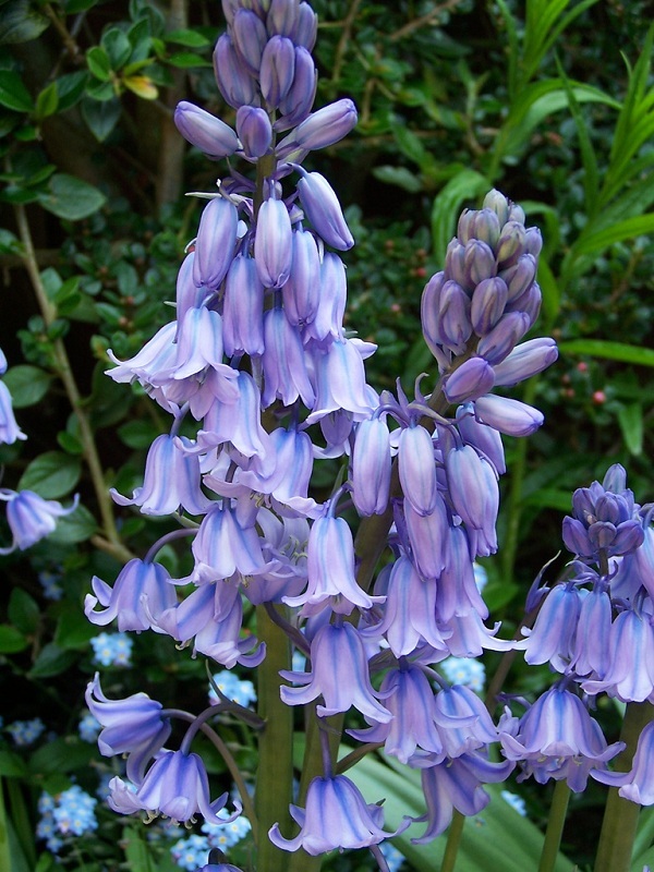 Hoa chuông xanh,hoa chuông,Bluebells,Hyacinthoides