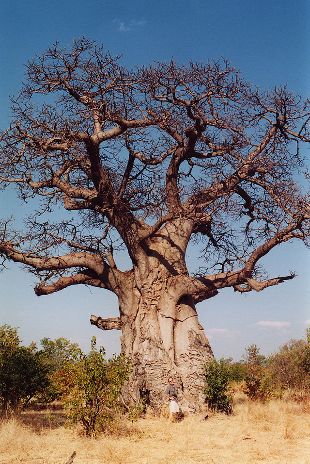 Bao báp,cây bao báp,họ gạo,boab,Bombacaceae,cây lớn nhất thế giới,bao báp châu Phi,Bao báp Madagasca,Bao báp Grandidier,Bao báp Perrier,Bao báp Suarez,Bao báp Za,Adansonia digitata,Adansonia grandidieri,Adansonia gregorii,Adansonia madagascariensis,Adansonia perrieri,Adansonia rubrostipa,Adansonia suarezensis,Adansonia za