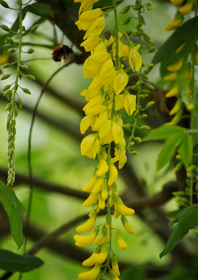 Cây chuỗi vàng,cay chuoi vang,cây kim tước,chuỗi vàng,Golden Chain,Golden Chain Flowers,Kingusari,Laburnum,họ đậu,Fabaceae