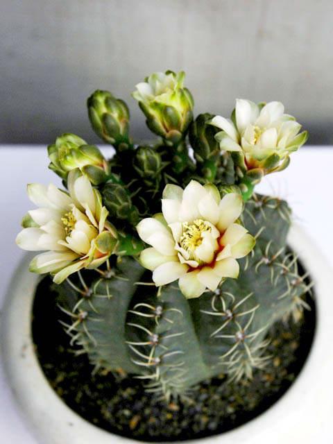 Xương rồng thần long,xuong rong than long,xương rồng