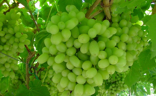 Cây Nho