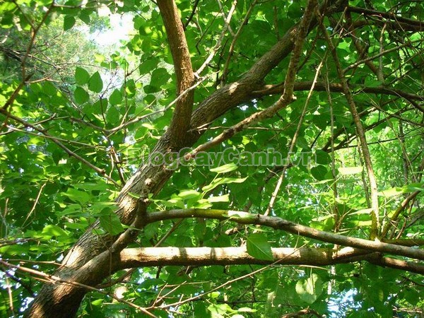 Cây Dướng,cây dướng, cây ró, cây cốc, cây cấu, cây dâu giấy, họ dâu tằm, họ Moraceae, cây dó, tên khoa học Broussonedia Papyrifera (L) Vent.,hình ảnh cây dướng, cây dướng chữa bệnh, công dụng của cây dướng, tác dụng của cây dướng, cay duong,