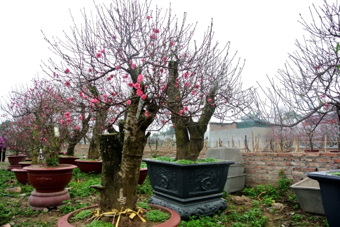 Hoa đào,hoa đào ngày Tết,cây đào,bích đào,đào phai,sự tích hoa đào,sự tích hoa đào ngày Tết,Tết,Tết Nguyên Đán,Prunus persica