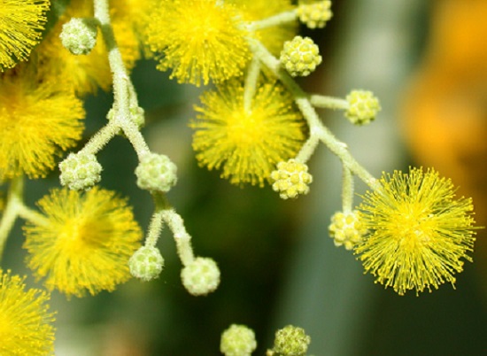 Hoa Mimosa