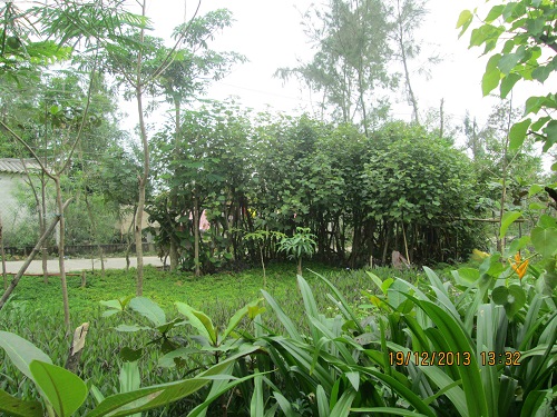 Cây xanh Đà Nẵng