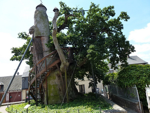 Cây sồi nhà thờ ở nước Pháp