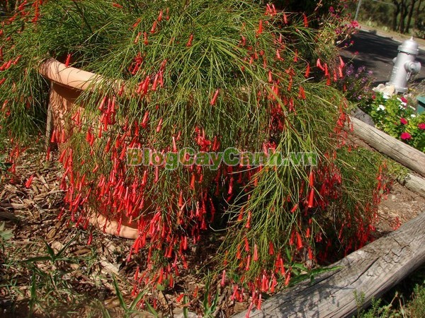 Cây Liễu Tường Hoa Đỏ,cây liễu tường hoa đỏ, họ Hoa mõm sói , Scrophulariaceae., hình ảnh cây liễu tường hoa đỏ, Russelia equisetifomis Schlecht. et Cham., cay lieu hoa do, cây hoa xác pháo, cây xác pháo,