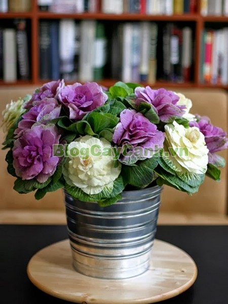 Cây Hoa Bắp Cải (Cây bắp cải thái lan),cây hoa bắp cải, Kale flowers, abbage, Broccoli, cây bắp cải thái lan, cây hoa bắp cải thái lan, bông cải xanh, cây bắp cải cảnh, cây bắp cải xoắn, hình ảnh cây hoa bắp cải, cây hoa bắp cải đẹp,