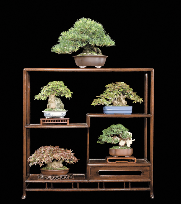 Bonsai Châu Âu - Những tác phẩm đỉnh cao
