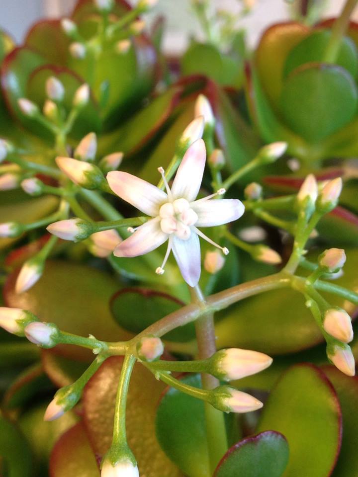 Cây ngọc bích,cay ngoc bich,ngọc bích,ngoc bich,cây phỉ thúy,cây tình bạn,cây may mắn,cây kim tiền,Money Plant,lucky money,cây ngày tết