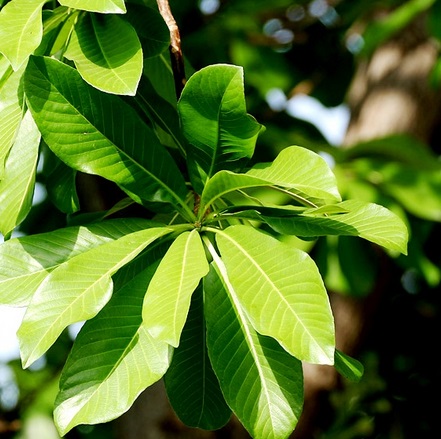 Cây sala,Sa La,sala,cay sala,cây ngọc kỳ lân,cay ngoc ky lan,cây đầu lân,cây hàm rồng,cây sala,Couroupita guianensis