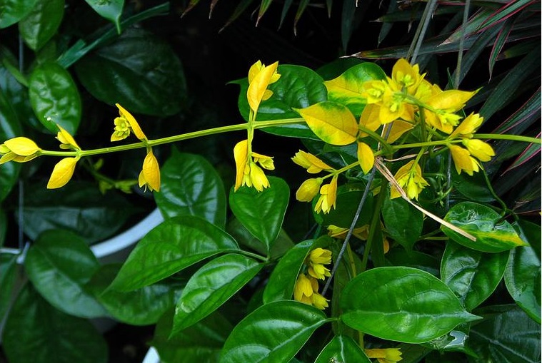 Cây chuỗi vàng,cay chuoi vang,cây kim tước,chuỗi vàng,Golden Chain,Golden Chain Flowers,Kingusari,Laburnum,họ đậu,Fabaceae