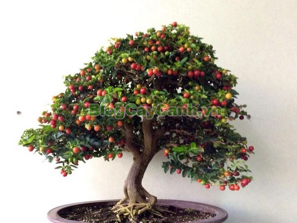 Cây Kim Quýt,Triphasia trifolata, cây kim quýt, hình ảnh cây kim quýt, cây kim quýt bonsai, cây bonsai, cay kim quyt bonsai, cây kim quýt đẹp, ý nghĩa cây kim quýt, cay kim quyt,