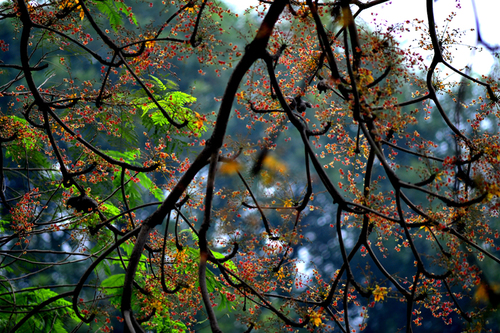 Cây hoa mõ,hoa mõ,cây hoa mõ bên hồ Gươm,cây hoa mõ bên hồ Hoàn Kiếm