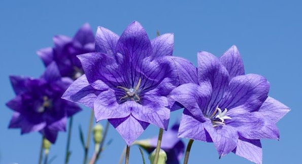 Hoa sao băng,Hoa sao băng