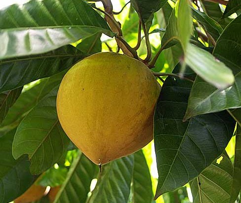 Quả trứng gà - Lêkima