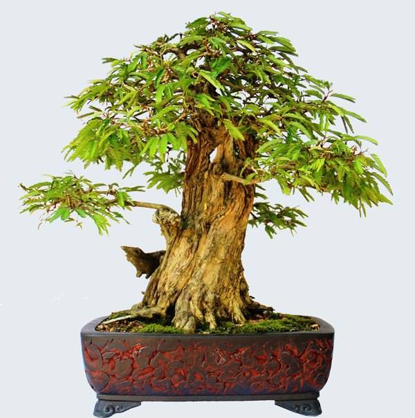 Cây cảnh bon sai đẹp