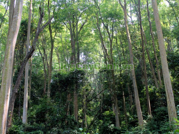 Cây Săng Lẻ,cây săng lẻ, cay sang le,Lagerstroemiatomentsa Presl, họ bằng lăng, họ Lythraceae, cây săng lẻ cổ thụ,