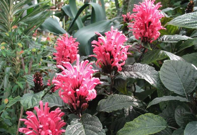 Hồng long ngọc,cây hồng long ngọc,hồng long nhả ngọc,cây long ngọc,cây gia cốp,cây ngọc long,Justicia carnea Nichols,họ Ô rô,Acanthaceae,cây bụi