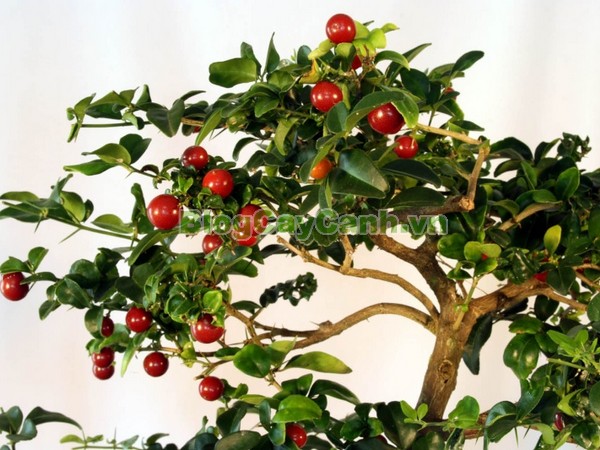 Cây Kim Quýt,Triphasia trifolata, cây kim quýt, hình ảnh cây kim quýt, cây kim quýt bonsai, cây bonsai, cay kim quyt bonsai, cây kim quýt đẹp, ý nghĩa cây kim quýt, cay kim quyt,