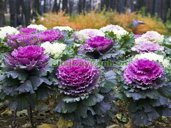 Cây Hoa Bắp Cải (Cây bắp cải thái lan),cây hoa bắp cải, Kale flowers, abbage, Broccoli, cây bắp cải thái lan, cây hoa bắp cải thái lan, bông cải xanh, cây bắp cải cảnh, cây bắp cải xoắn, hình ảnh cây hoa bắp cải, cây hoa bắp cải đẹp,