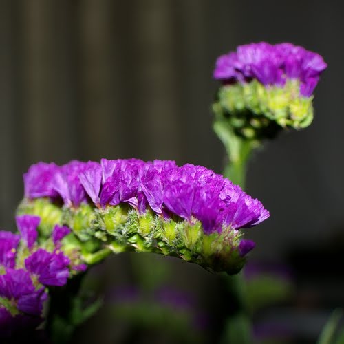 Hoa Salem,salem,Limonium sinuatum,Limonium,Statice,Sea Lavender,Notch Leaf Marsh Rosemary,Marsh Rosemary,Sea Pink,biển hồng,Wavy Leaf Sea Lavender,họ đuôi công,Plumbaginaceae,ý nghĩa của hoa salem