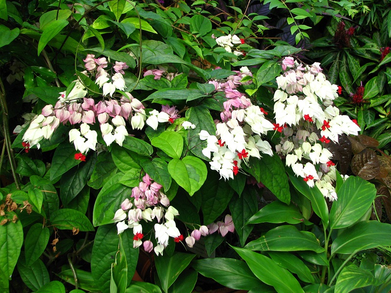 Hoa ngọc nữ,hoa ngoc nu,rồng nhả ngọc,tố nữ,lồng đèn,trinh nữ,Clerodendrum thomsoniae,Clerodendrum