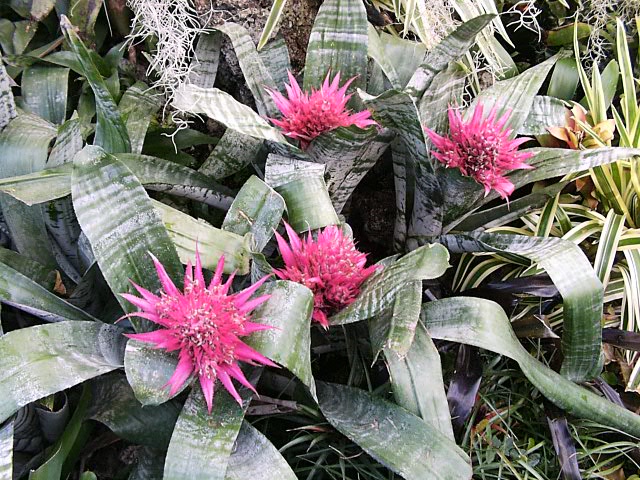Dứa cảnh gai hồng,dứa cảnh,dứa que diêm,Aechmea fasciata,họ dứa,Bromeliaceae