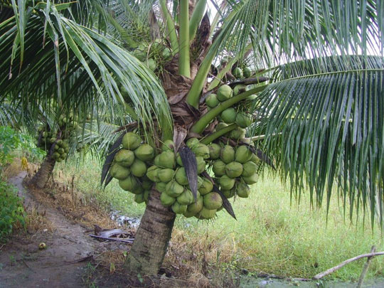 Cây dừa