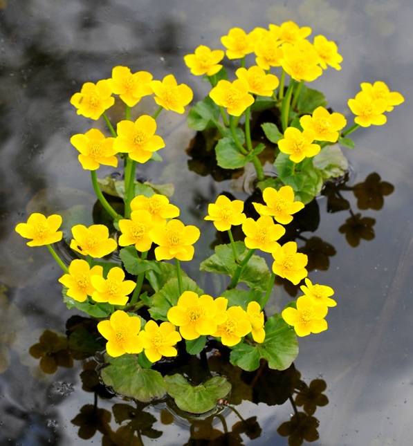 Vị kim đất ẩm,Caltha palustris,họ mao lương,họ hoàng liên,Ranunculaceae