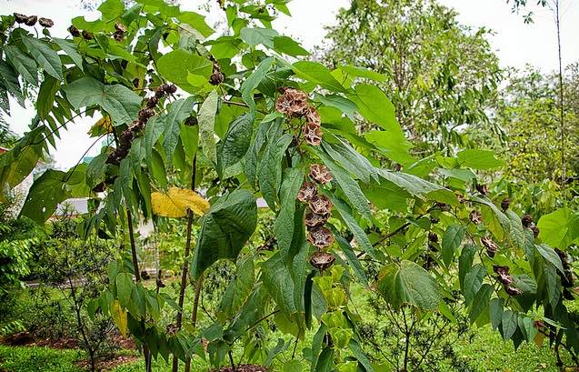 Cây tai mèo,tai mèo,cây bất thực,Abroma augusta,họ cẩm quỳ,Malvaceae