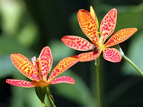 Cây rẻ quạt,rẻ quạt,xạ can,cây xạ can,biển trúc,Belamcanda chinensis,cây hoa đẹp,cây chữa bệnh