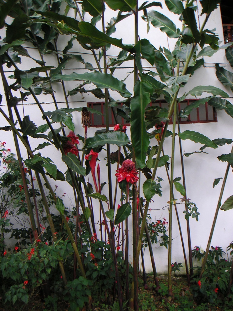 Đa lộc,hoa đa lộc,hoa sen đất,gừng tàu,hoa vạn phúc,Etlingera elatior,họ gừng,Zingiberaceae,đậu khấu