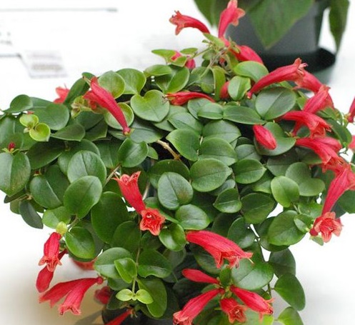 Cây Son Môi,Kim Ngư,cây Môi Son,lan Môi Son,lan Son Môi,cây Hoa Son Môi,Aeschynanthus lobbiana,Lipstick Plant,họ Tai Voi,Gesneriaceae