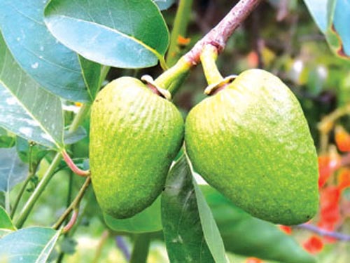 Bình bát,cây bình bát,cây nê,na xiêm,cây tim bò,annona reticulata,quả bình bát