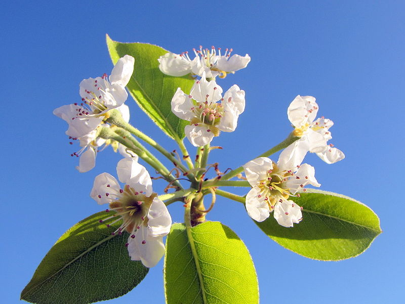 Cây lê,quả lê,Pyrus